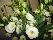 Эустома (Лизиантус) цветы от производителя